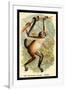 The Variegated Spider-Monkey-G.r. Waterhouse-Framed Art Print