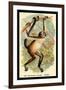 The Variegated Spider-Monkey-G.r. Waterhouse-Framed Art Print