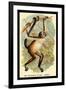 The Variegated Spider-Monkey-G.r. Waterhouse-Framed Art Print