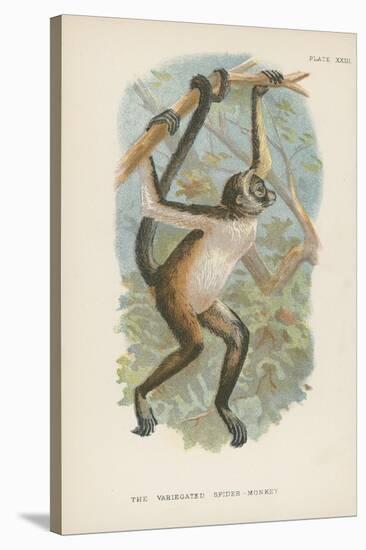 The Variegated Spider-Monkey-null-Stretched Canvas