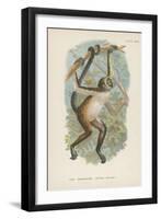 The Variegated Spider-Monkey-null-Framed Giclee Print