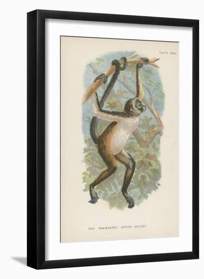 The Variegated Spider-Monkey-null-Framed Giclee Print