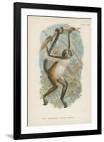 The Variegated Spider-Monkey-null-Framed Giclee Print
