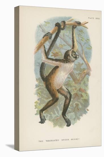 The Variegated Spider-Monkey-null-Stretched Canvas