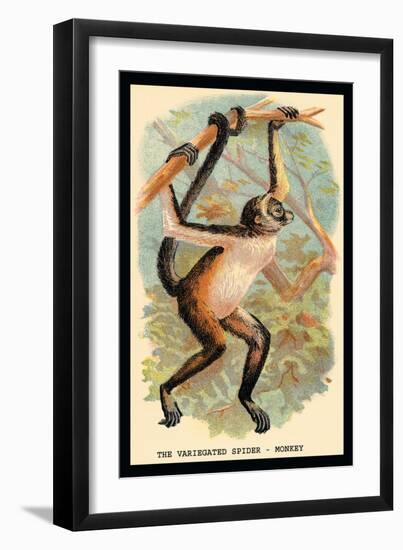 The Variegated Spider-Monkey-G.r. Waterhouse-Framed Art Print