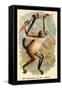 The Variegated Spider-Monkey-G.r. Waterhouse-Framed Stretched Canvas