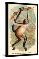 The Variegated Spider-Monkey-G.r. Waterhouse-Stretched Canvas