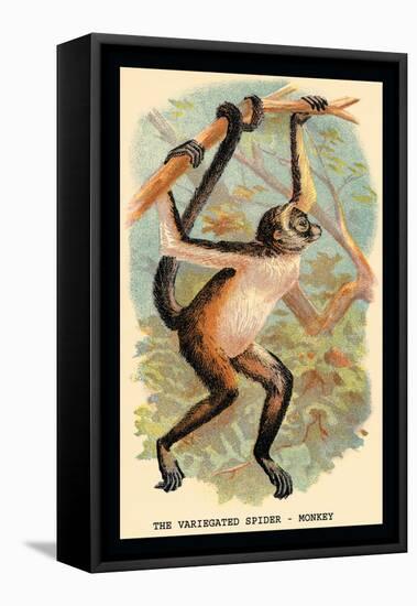 The Variegated Spider-Monkey-G.r. Waterhouse-Framed Stretched Canvas