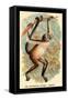 The Variegated Spider-Monkey-G.r. Waterhouse-Framed Stretched Canvas