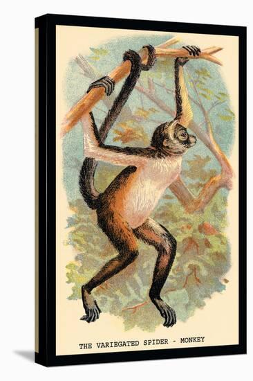 The Variegated Spider-Monkey-G.r. Waterhouse-Stretched Canvas