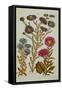 The Vegetable System: Aster-John Hill-Framed Stretched Canvas