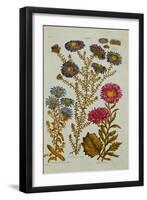 The Vegetable System: Aster-John Hill-Framed Giclee Print