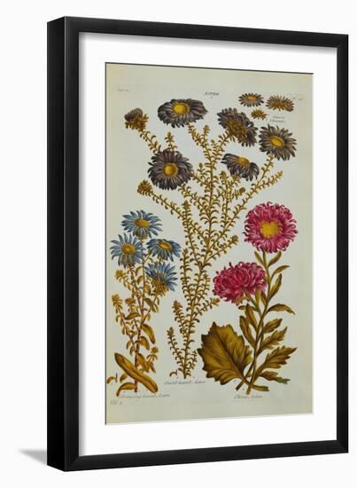 The Vegetable System: Aster-John Hill-Framed Giclee Print