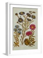 The Vegetable System: Aster-John Hill-Framed Giclee Print