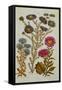 The Vegetable System: Aster-John Hill-Framed Stretched Canvas