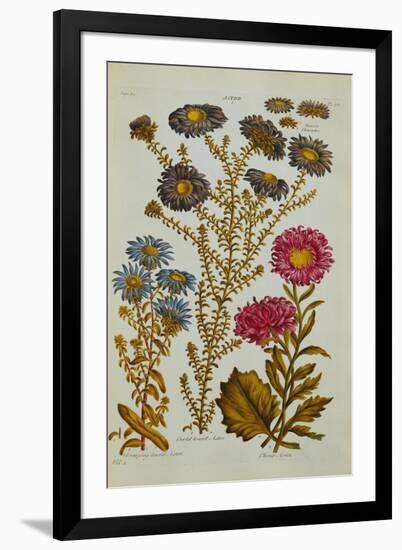 The Vegetable System: Aster-John Hill-Framed Giclee Print