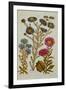 The Vegetable System: Aster-John Hill-Framed Giclee Print