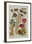 The Vegetable System: Aster-John Hill-Framed Giclee Print