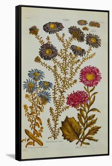 The Vegetable System: Aster-John Hill-Framed Stretched Canvas