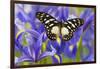 The Veined Swordtail Butterfly, Graphium Leonidas-Darrell Gulin-Framed Premium Photographic Print
