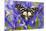 The Veined Swordtail Butterfly, Graphium Leonidas-Darrell Gulin-Mounted Premium Photographic Print
