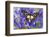 The Veined Swordtail Butterfly, Graphium Leonidas-Darrell Gulin-Framed Photographic Print