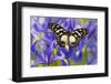 The Veined Swordtail Butterfly, Graphium Leonidas-Darrell Gulin-Framed Photographic Print