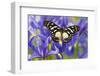 The Veined Swordtail Butterfly, Graphium Leonidas-Darrell Gulin-Framed Photographic Print