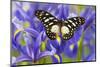 The Veined Swordtail Butterfly, Graphium Leonidas-Darrell Gulin-Mounted Photographic Print