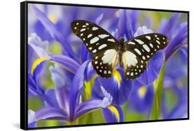 The Veined Swordtail Butterfly, Graphium Leonidas-Darrell Gulin-Framed Stretched Canvas