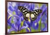 The Veined Swordtail Butterfly, Graphium Leonidas-Darrell Gulin-Framed Photographic Print