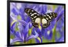 The Veined Swordtail Butterfly, Graphium Leonidas-Darrell Gulin-Framed Photographic Print