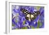 The Veined Swordtail Butterfly, Graphium Leonidas-Darrell Gulin-Framed Photographic Print