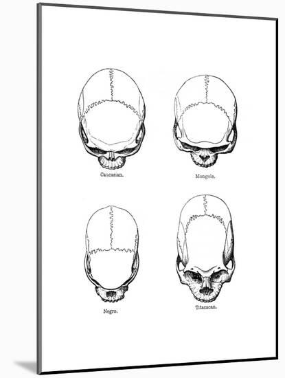 The Vertical Configuration of the Skull, 1848-null-Mounted Giclee Print