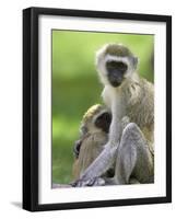 The Vervet Family-Susann Parker-Framed Premium Photographic Print