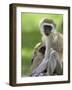 The Vervet Family-Susann Parker-Framed Photographic Print