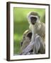 The Vervet Family-Susann Parker-Framed Photographic Print