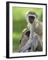 The Vervet Family-Susann Parker-Framed Photographic Print