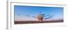 The Very Large Array Radio Telescope in New Mexico at Sunset-null-Framed Photographic Print