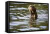 The Very Rare Giant Otter-Peter Groenendijk-Framed Stretched Canvas