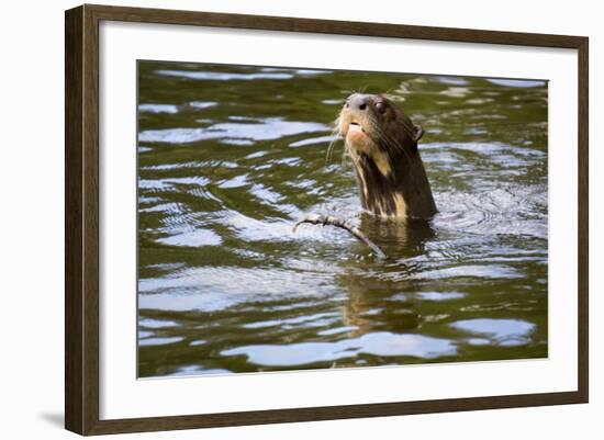The Very Rare Giant Otter-Peter Groenendijk-Framed Photographic Print