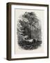 The Victoria Oak, Windsor Forest, the Forest Scenery Of19th Century-null-Framed Giclee Print