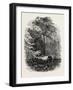 The Victoria Oak, Windsor Forest, the Forest Scenery Of19th Century-null-Framed Giclee Print