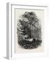 The Victoria Oak, Windsor Forest, the Forest Scenery Of19th Century-null-Framed Giclee Print