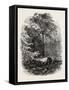 The Victoria Oak, Windsor Forest, the Forest Scenery Of19th Century-null-Framed Stretched Canvas