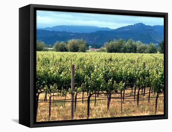 The Vineyards of Beaulieu Vineyards-null-Framed Stretched Canvas