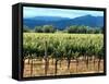 The Vineyards of Beaulieu Vineyards-null-Framed Stretched Canvas