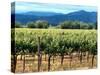 The Vineyards of Beaulieu Vineyards-null-Stretched Canvas