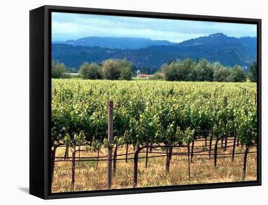 The Vineyards of Beaulieu Vineyards-null-Framed Stretched Canvas