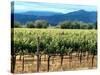 The Vineyards of Beaulieu Vineyards-null-Stretched Canvas